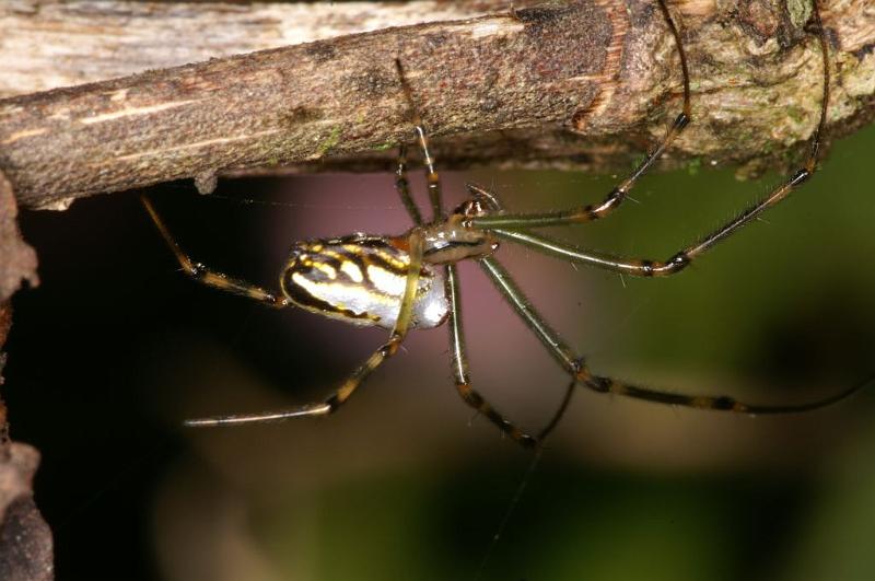 Leucage_granulata_D5298_Z_88_Milaa Milaa_Australie.jpg